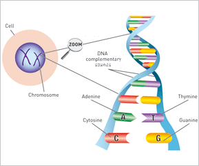 DNA