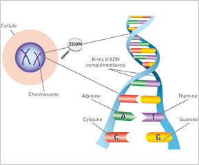 ADN