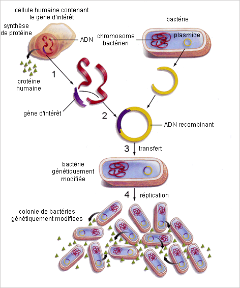Biotechnologie