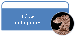 Chassis biologique