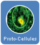 Proto-cellule