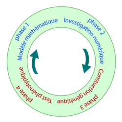 spirale amliorative