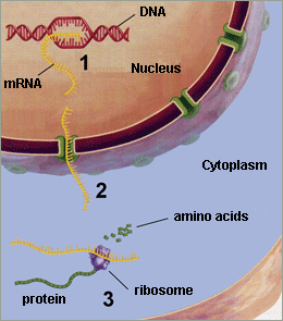 Protein synthesis