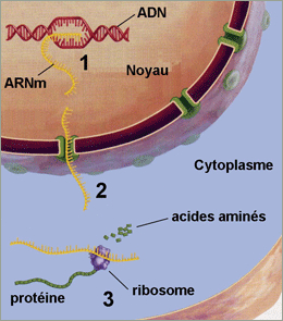 Synthse des protines