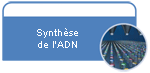 Synthese